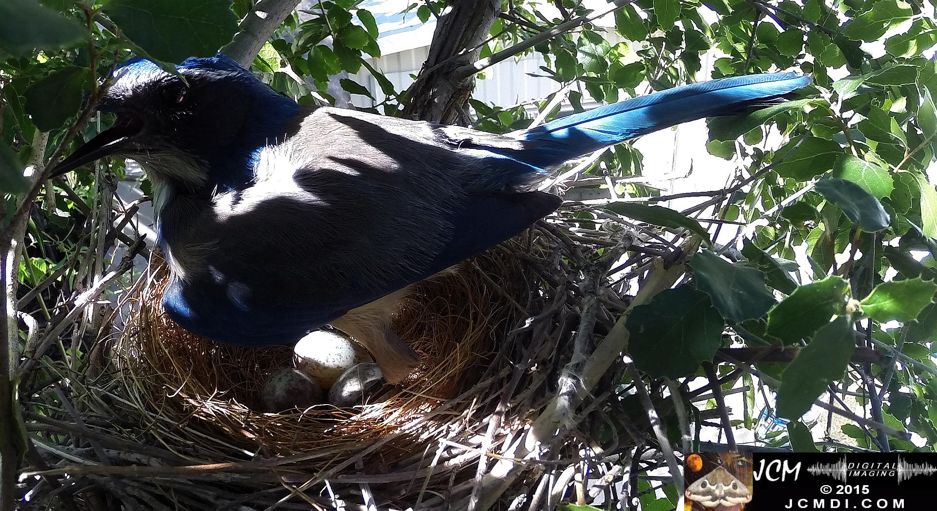 Scrub Jay female standing on nest panting